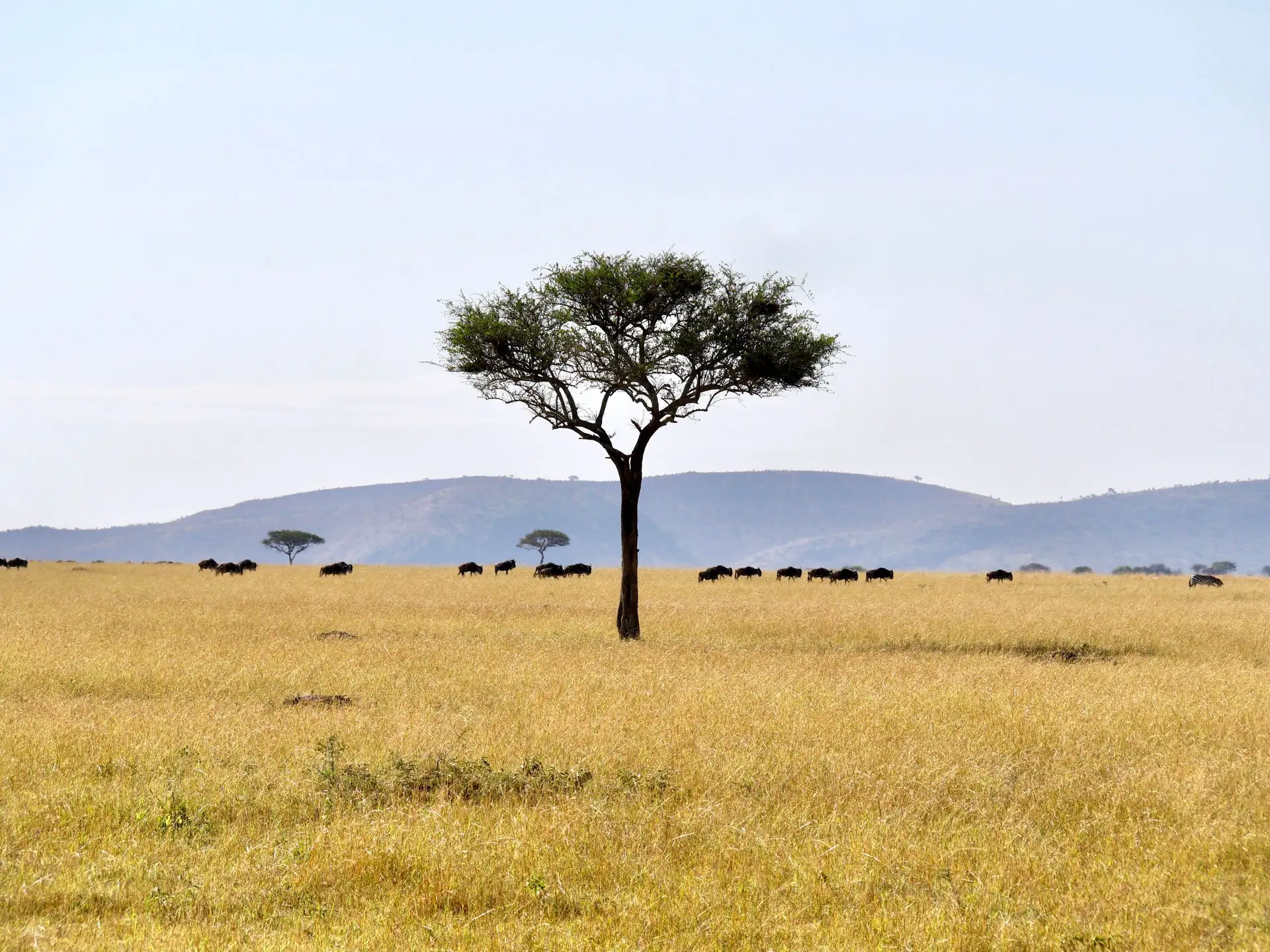 An acacia tree and a herd of wildebeest on the Serengeti plain under a blue sky.