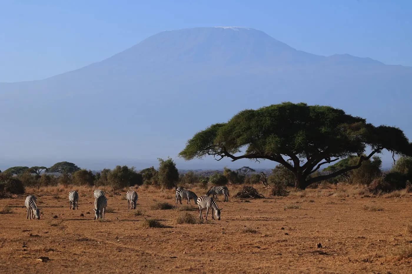 Zebras and wildebeest on the Amboseli savanna, with the snowy peak of Kilimanjaro behind them.