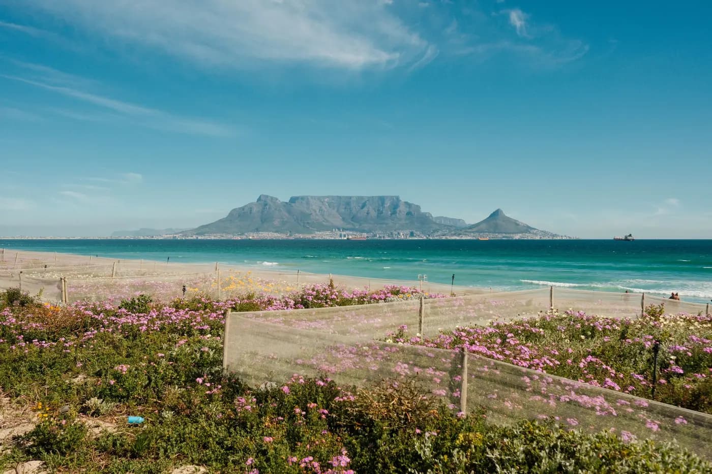 Table Mountain above Cape Town, with wildflowers in the foreground.