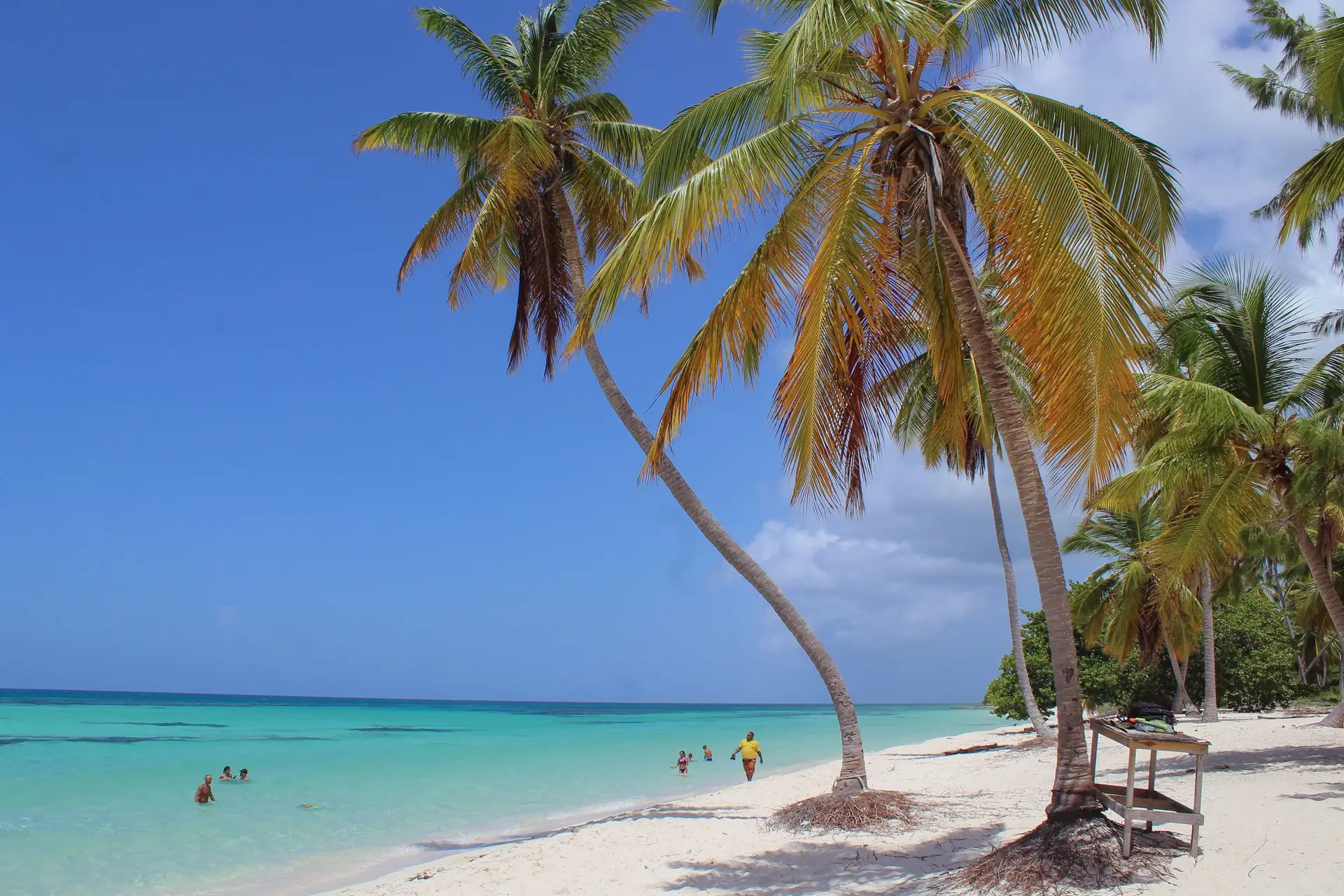 Palm trees over turquoise water on a beach in the Dominican Republic.