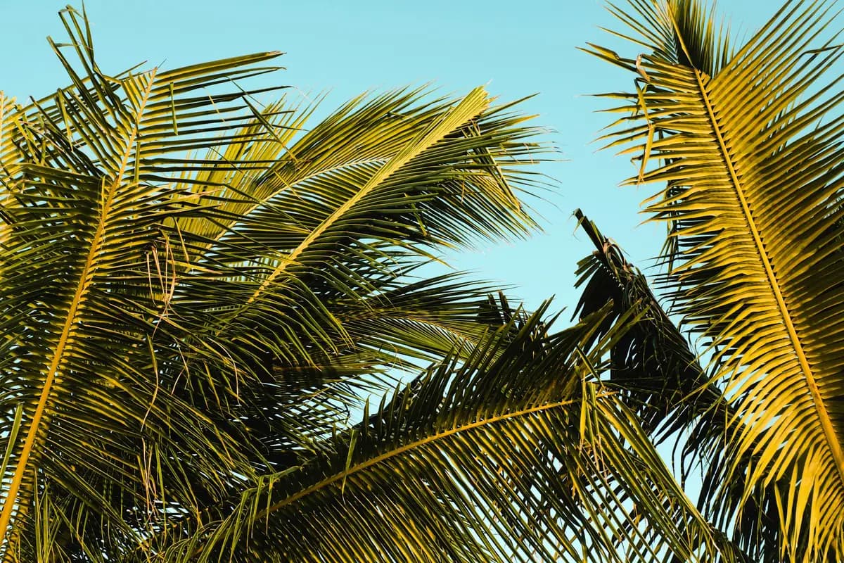Palm fronds over the sand and turquoise water at Seven Mile Beach in Negril, Jamaica.